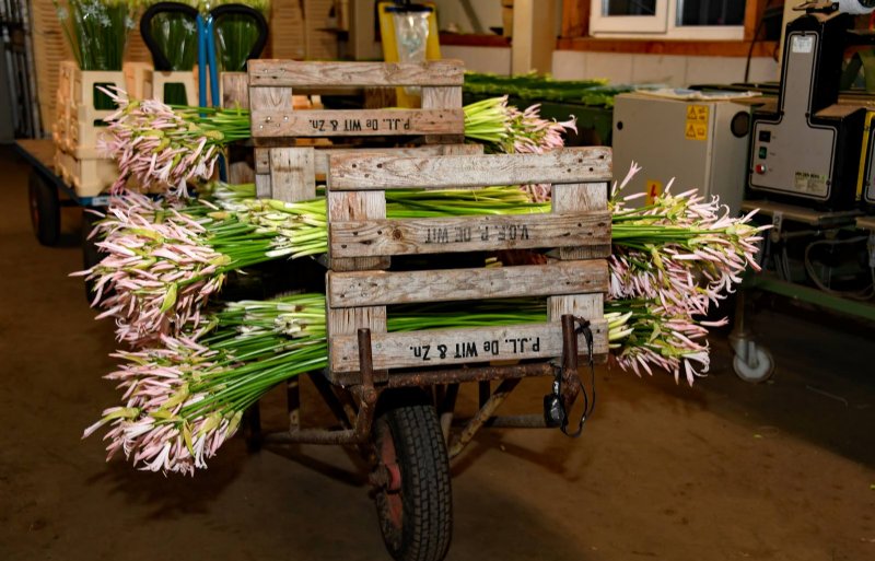 Hoe langer hoe duurder. De lengte en kleur bepalen de prijs van de bloemen.