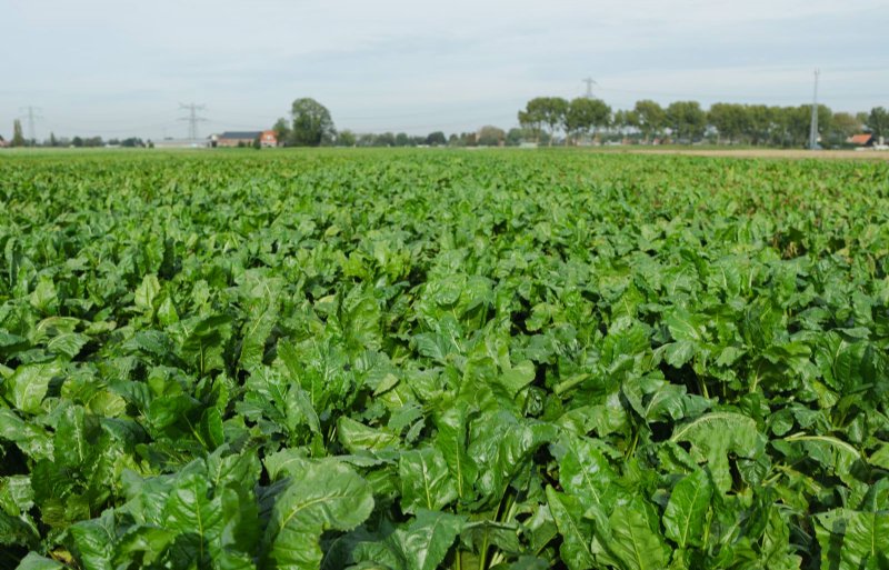 Veld met Elicieuse: goede bladgezondheid gedurende de hele teelt.