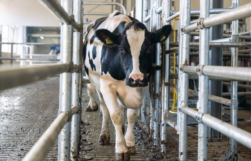 Bij batch milking gaan de koeien in groepen naar de melkrobots.