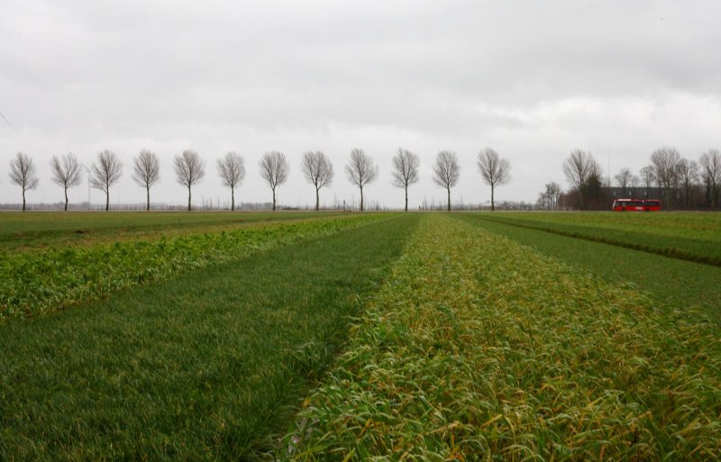 Strokenteelt op de Boerderij van de Toekomst in Lelystad, januari 2025.