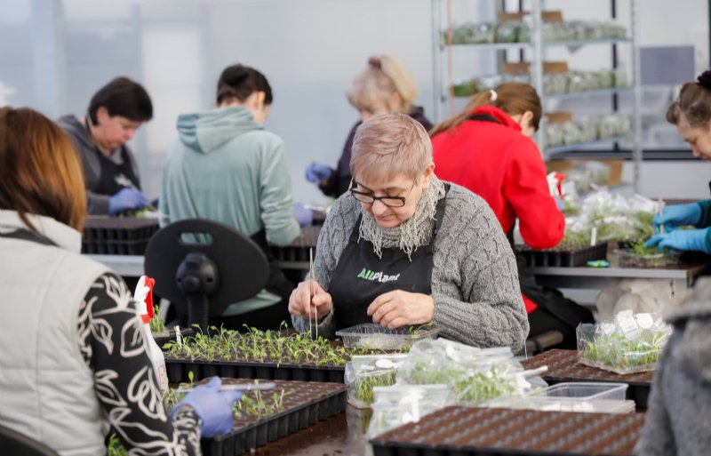 Het handmatig planten van de weefselkweekplantjes is secuur en arbeidsintensief werk. In de drukste tijden werken op de opplantafdeling tientallen extra seizoenmedewerkers.