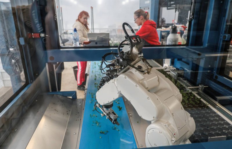 De weefselkweeksteekrobot van TTA kan veel verschillende vaste planten oppotten in potgrondpluggen.