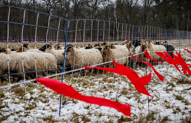 Schapen binnen een wolfwerende omheining bij natuurgebied Ter Borg bij Sellingen.