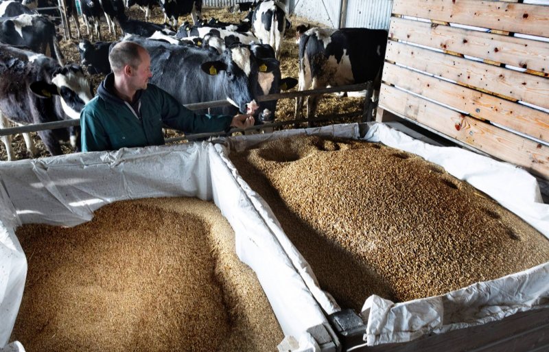 Geroosterde veldbonen en gerst zullen een derde deel van het krachtvoer gaan vervangen.