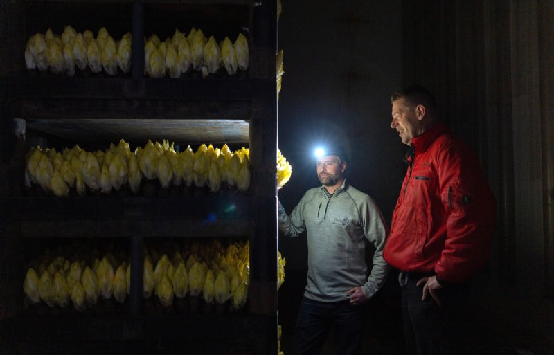 Teler heeft succes met biocontrol in witlof.