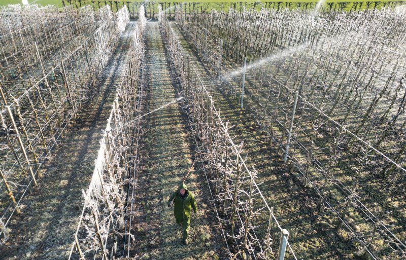 Fruitteler beschermt de knoppen tegen nachtvorstschade.