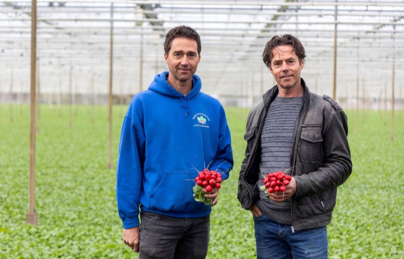 John en Dennis Grootscholten, radijstelers in Naaldwijk.