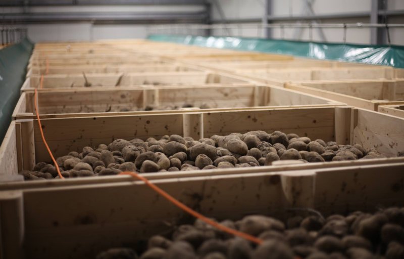 Aardappelen van het fritesras Agria in de kistenbewaring.