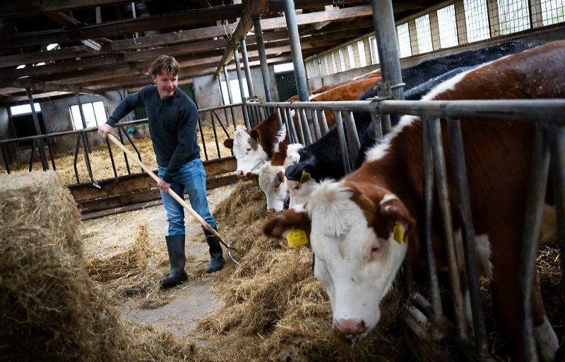 De dieren staan in de stalperiode bij Gert-Jan Stoeten in ruime hokken.