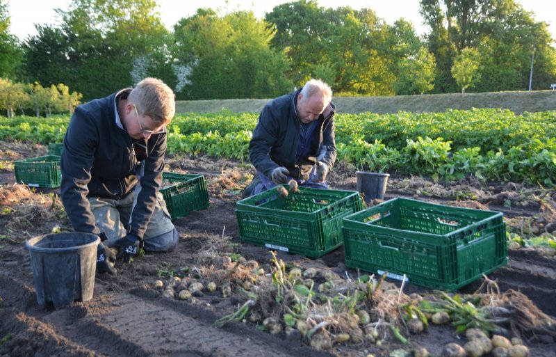 De Frieslanders worden voorzichtig in kistjes geraapt door Jan de Jong (rechts) en zijn medewerker.
