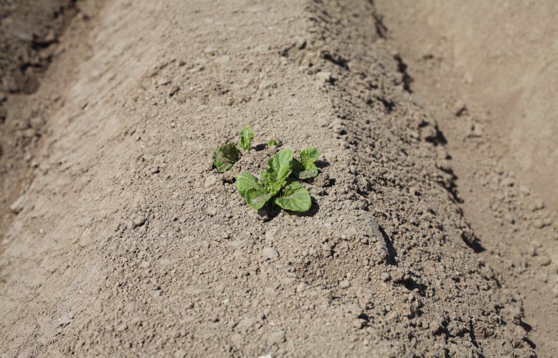 Op vrijdag 9 mei kwamen de eerste aardappelen net boven kijken.