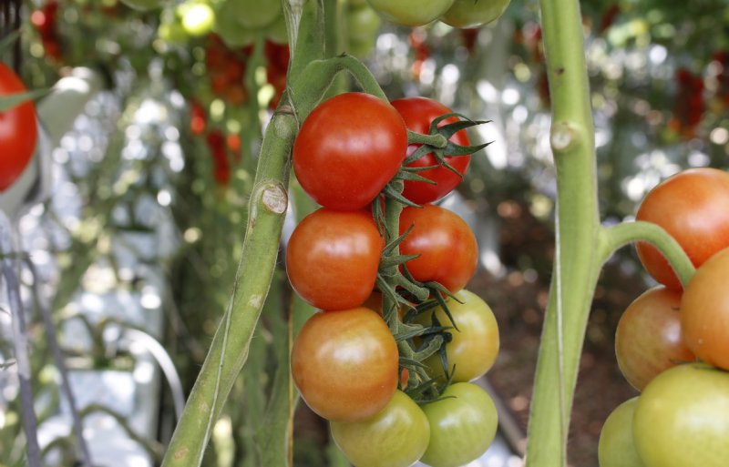 AgroCare streeft naar een chemievrije teelt, zonder concessies te doen aan de productie en de kwaliteit van de tomaten.
