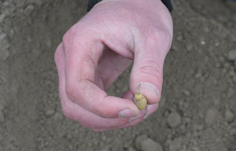 Akkerbouwer Thomas Pollema teelt stammen uit miniknollen die nog een maatje kleiner zijn: microknolletjes. De extra gevoelige, net kiemende knolletjes krijgen extra zorg. Foto: Jorg Tönjes