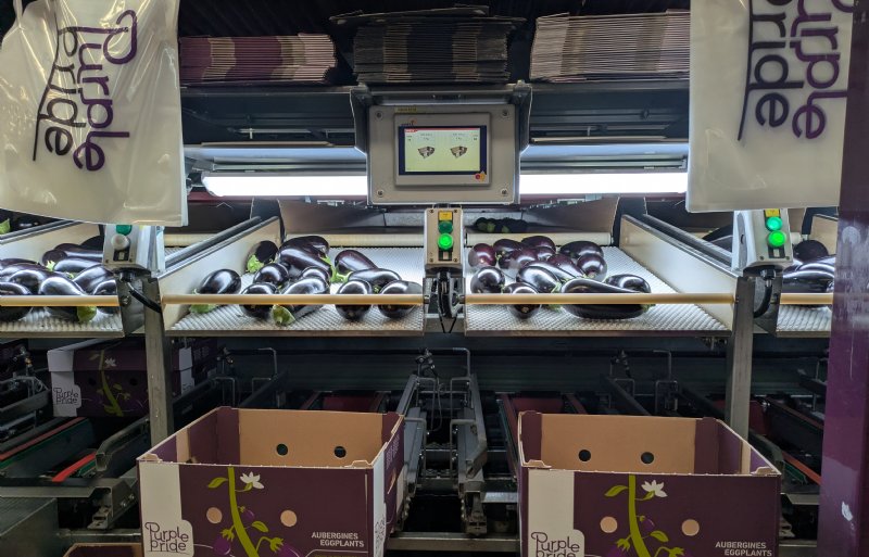 Van Duijn De Jong teelt op vier locaties in totaal zo'n 23 miljoen kilogram aubergines. Foto: Van Duijn De Jong