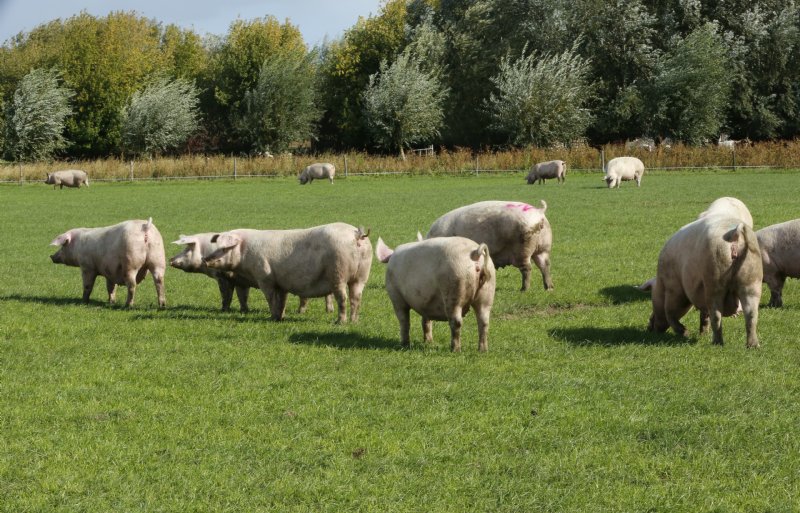 Biologische varkens in de wei lopen extra risico als het gaat om de verspreiding van varkenspest.