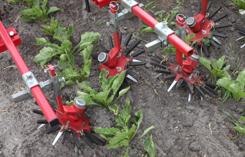 De schoffel met vingerwieders van Lemken-Steketee heeft een goede werking tussen de rij bij klein onkruid.