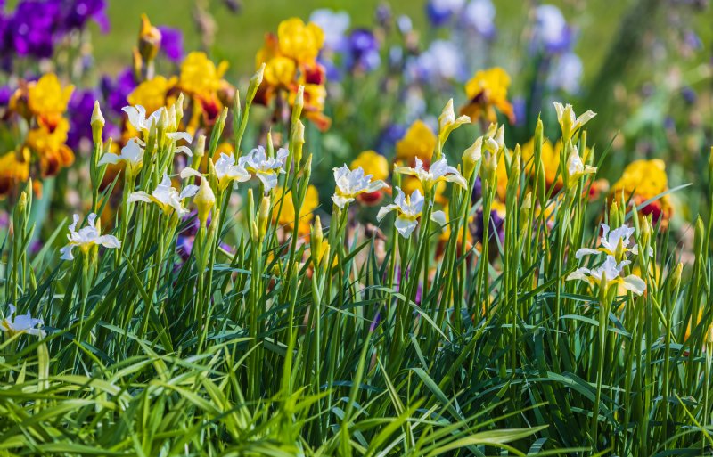 De Flevolandse ondernemers zijn gespecialiseerd in de teelt van irissen en hemerocallis.