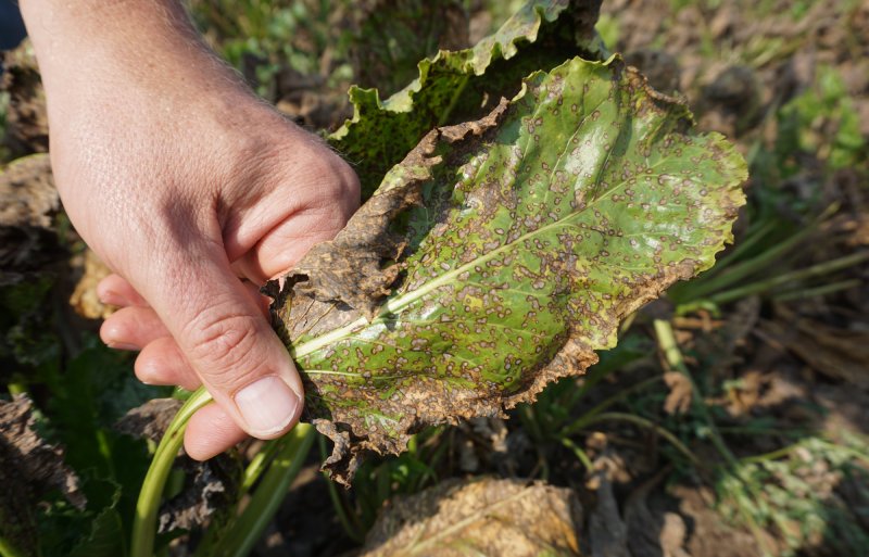 Schade door cercospora kan ernstige vormen aannemen.