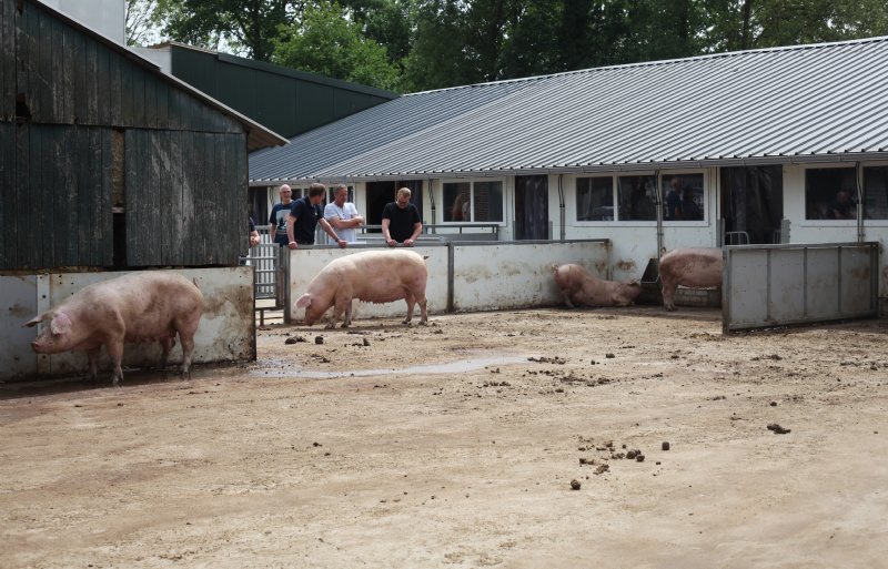 De vrije uitloop voor de dragende zeugen bij de familie Selman in Lintelo.