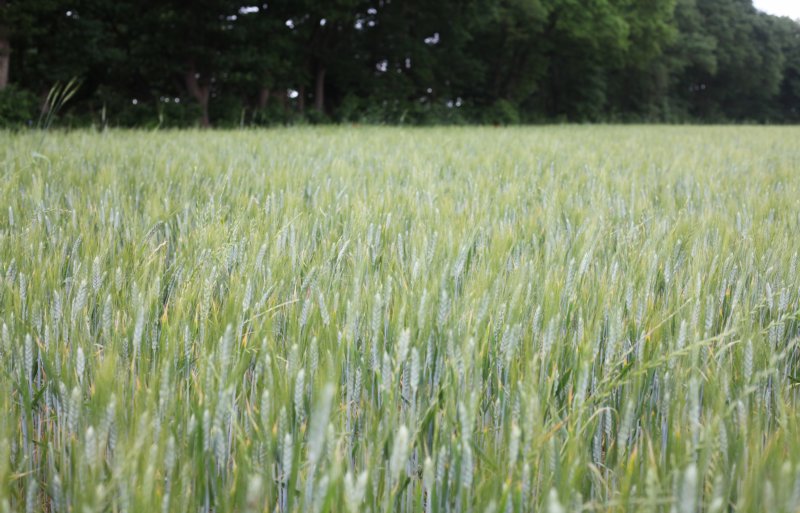 De stand van wintertarwe begin juni op een perceel op de Ginkelse Heide, een natuurgebied tussen Arnhem en Ede.