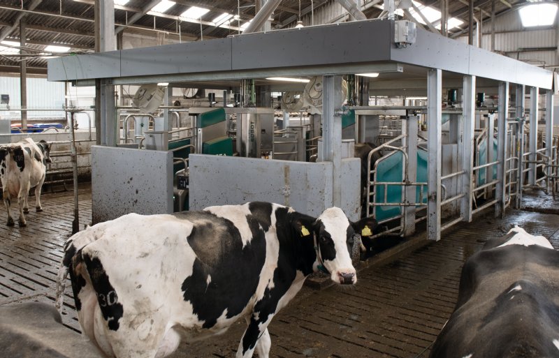 Sinds eind mei melkt het bedrijf met vier melkrobots van GEA.