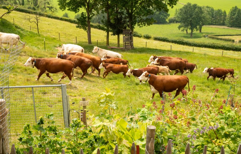 De zestig koeien begrazen niet alleen hun eigen percelen, maar ook natuurterreinen van terreinbeherende organisaties.