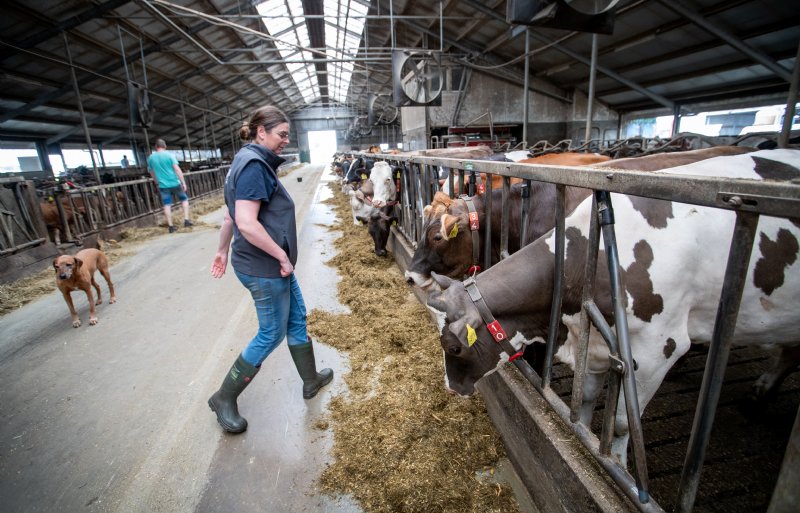 De Venehoeve is een biologisch melkveebedrijf met 120 Fleckvieh-koeien en bijbehorend jongvee.