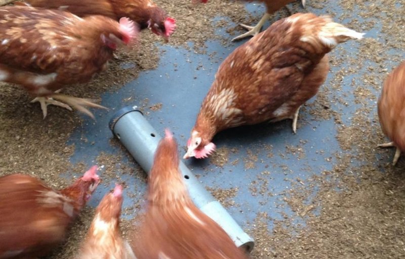 Uit onderzoek blijkt dat wormen de activiteit en productie van leghennen verhogen.
