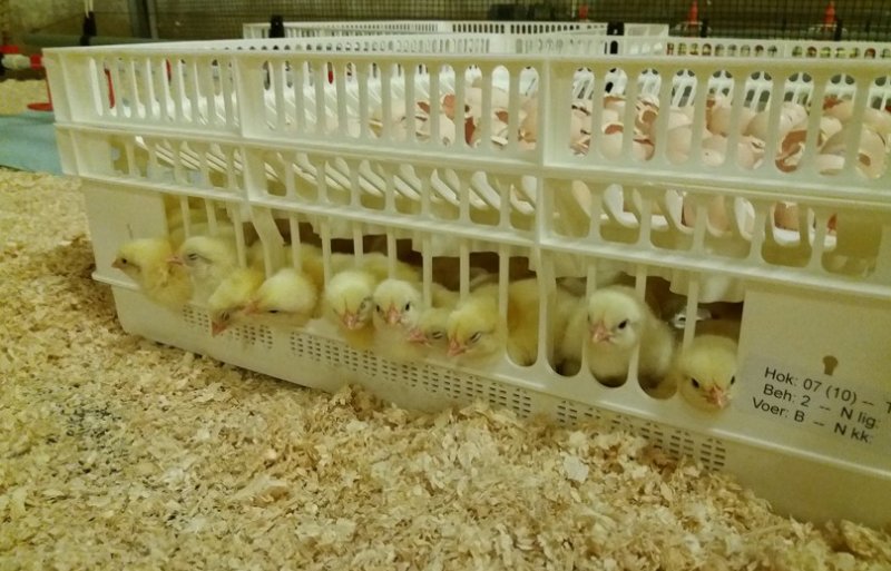 Early feeding vraagt om aangepast transport van kuikens, meldt onderzoeksleider Sander Lourens.