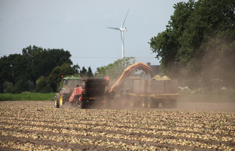 Loonbedrijf Damen uit Terheijden laadt de winteruien van de Bredase teler Johan Luijkx.