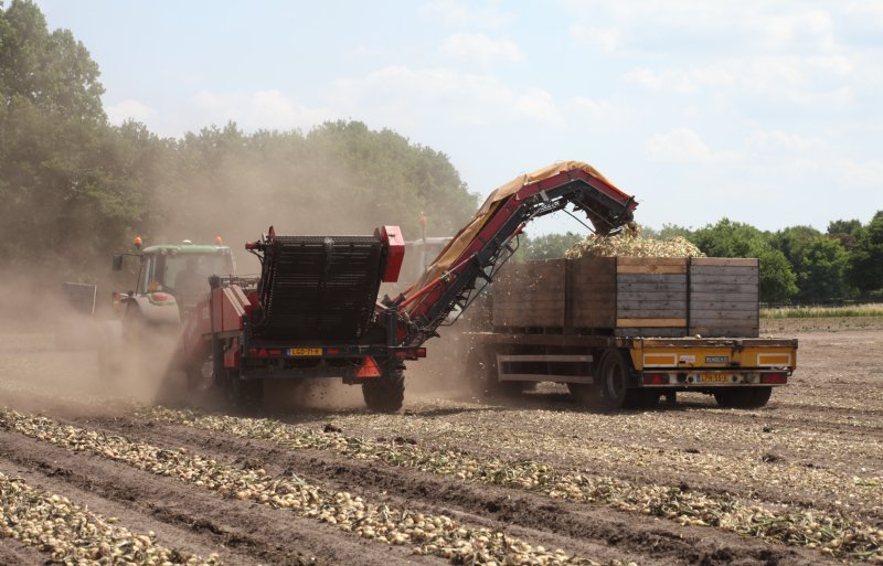 Vanwege de droge bovenlaag was het erg stoffig op dinsdag 17 juni 2025, bij het laden van winterplantuien in het West-Brabantse Prinsenbeek.