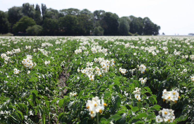 De familie Bac teelt op 40 hectare aardappelen.