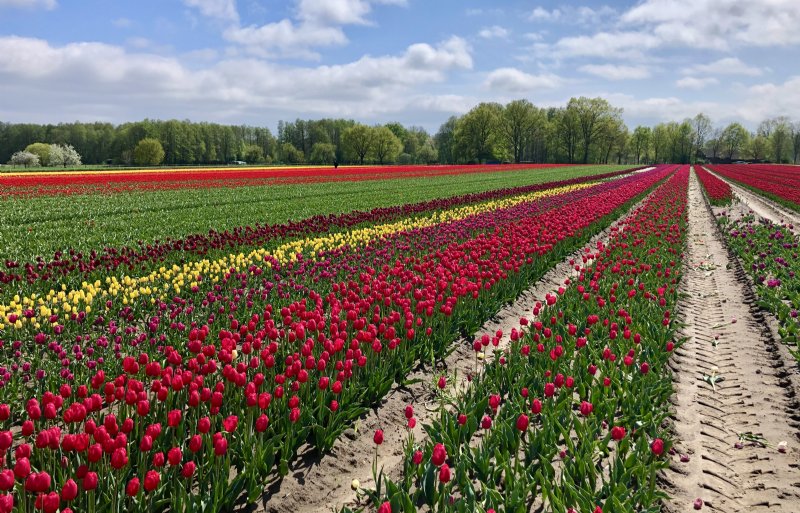 Het areaal tulpen binnen het project van VSE beslaat dit jaar zo'n 4 hectare. Nog slechts één bedrijf doet mee.