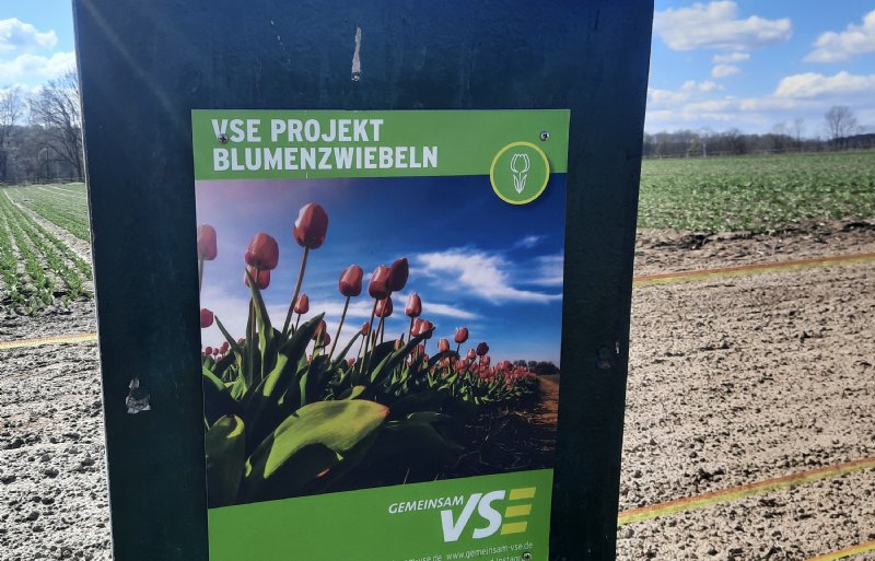 Het idee van lokaal geteelde tulpen levert in de afzet voorlopig nog geen voordeel op.