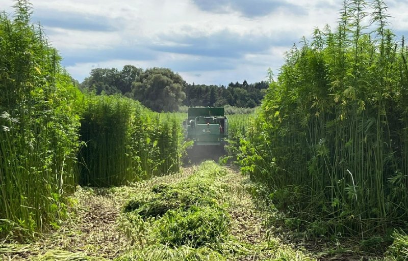 Het dubbeldoel van vezelhennep is economisch aantrekkelijk, maar uitdagend voor de oogst.