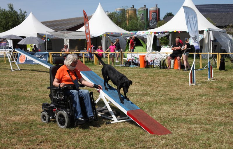 Honden doen verschillende oefeningen in de showring.