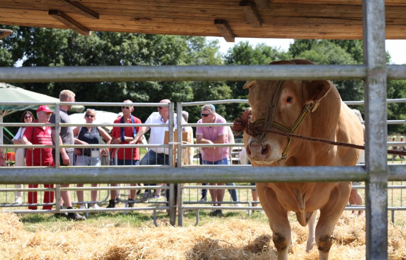 Bezoekers krijgen uitleg bij de stier van het grote Franse vleesras Blonde d'Aquitaine.