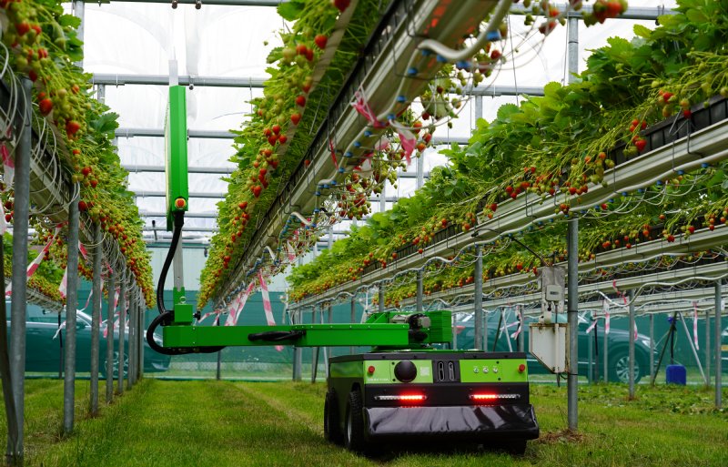 Drie keer per week rijden de robots met 4 kilometer per uur met UV-C-licht langs de aardbeien.