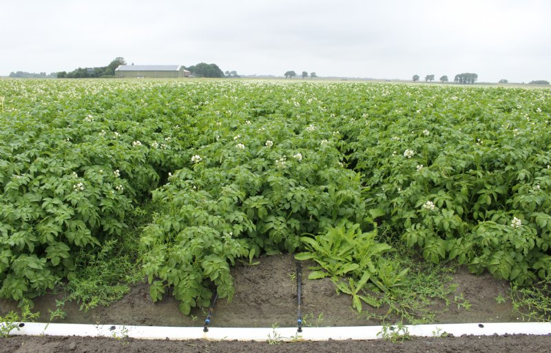 Op het bedrijf van Klaas Schenk liggen druppelslangen tussen de pootaardappelen voor de irrigatie.