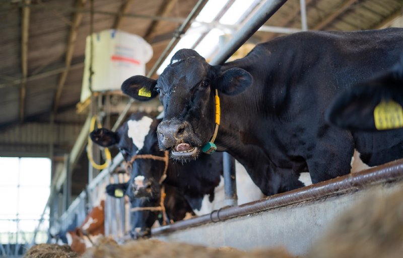 Standaard zit voor de koeien van Van de Veen NutriTek in het rantsoen, wat zorgt voor een betere weerstand. Maar op echt warme dagen voert hij 100 gram Rupromin CoolCow per koe per dag bij. Foto: Mart Oude Nijeweeme