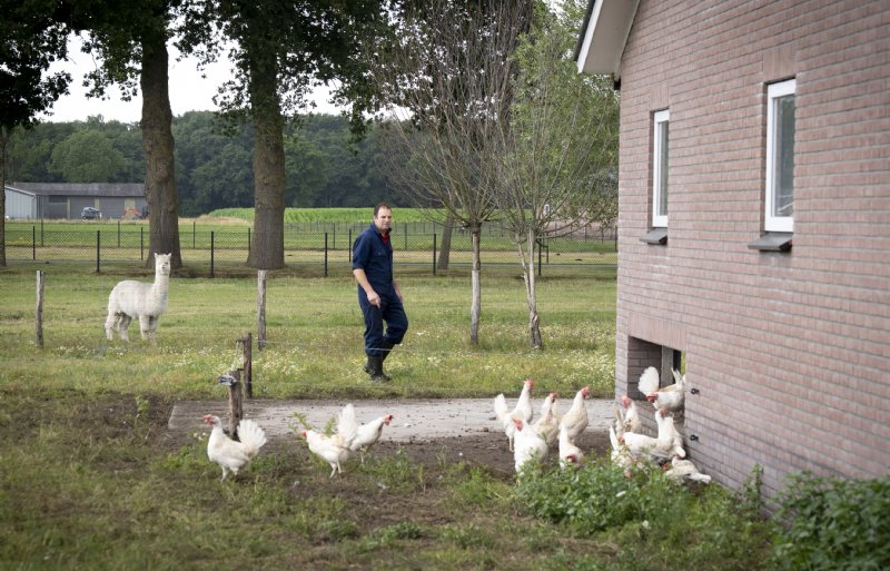 De 96-weekse biologische leghennen lopen sinds 4 juli weer buiten bij Harmen Hardeman.