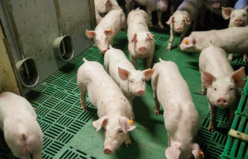 Suisag-biggen met bloed van een Duitse Piétrain gaan op export naar vaste afnemers in Spanje.