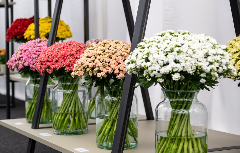 Relatief nieuw is kalanchoë als snijbloem. Slijkerman zoekt naar snellere rassen met een lagere kostprijs.