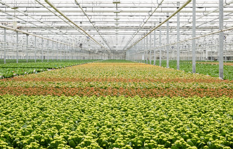 De teelt van kalanchoë in Nederland is grootschalig en vergaand geautomatiseerd. Zo ook in de kas van SlijkermanKalanchoë.