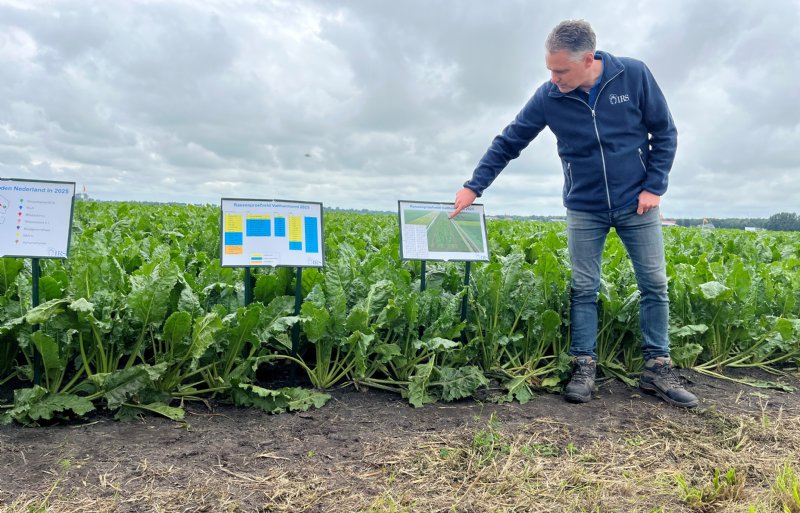 Onderzoeker Martijn Leijdekkers legt uit dat er grote verschillen zijn in bladgezondheid op het rassenproefveld.