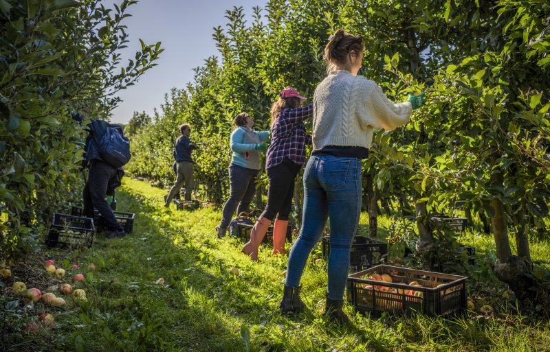 Komend jaar zijn duizend vrijwilligers nodig om het fruit te plukken op twintig bedrijven.