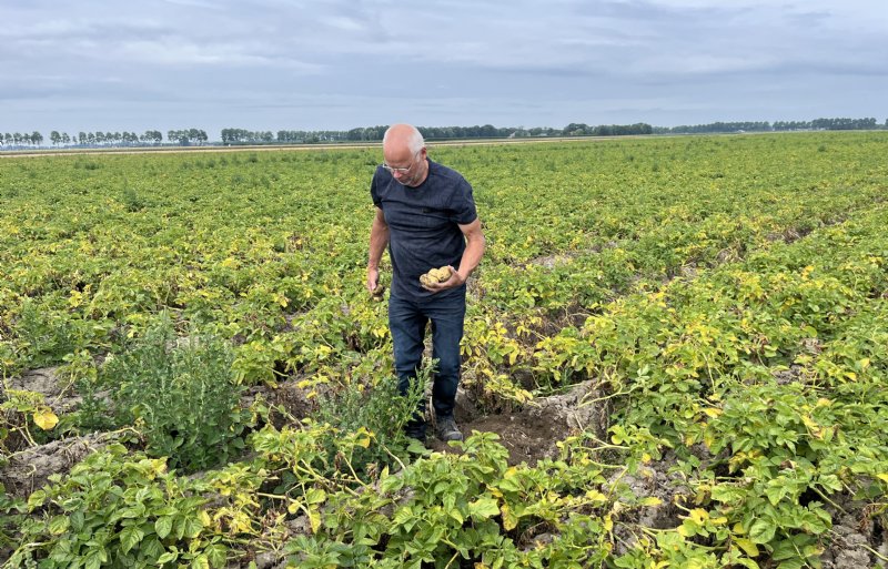 Akkerbouwer Jan Ham heeft in het resistente ras Twinner slechts twee keer een bespuiting hoeven uit te voeren.