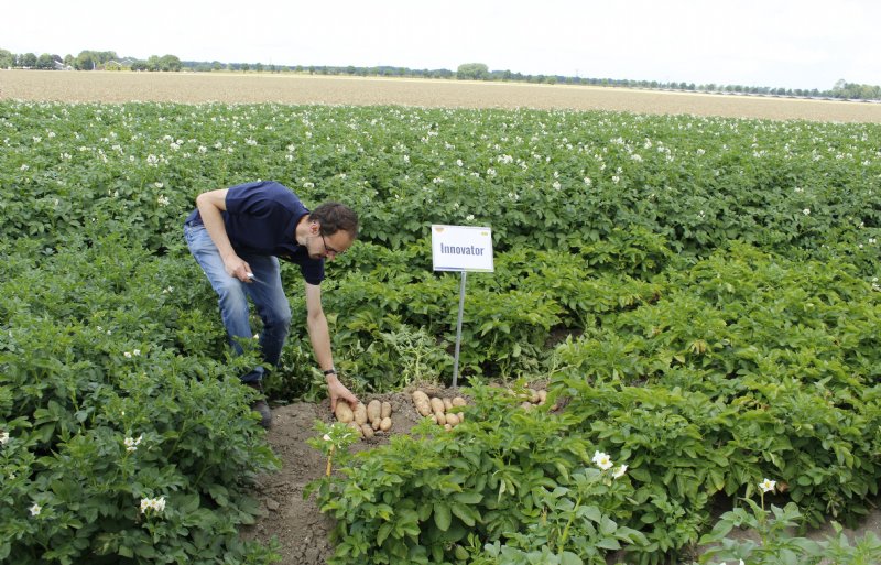 Agronoom Wiebren Veen van Aviko schat de opbrengsten van Innovator op het demoveld op 45 tot 50 ton per hectare.