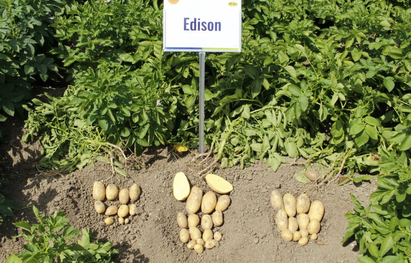 Het nieuwe fritesras Edison is in de verwerking breed inzetbaar.