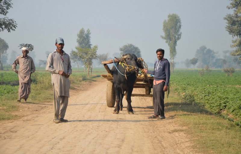De ossenkar is een traditioneel vervoersmiddel dat op het platteland van Punjab nog veel wordt gebruikt.